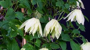Clematis koreana amber was the winner of the rhs chelsea flower show plant of the year competition, in 2016. Clematis Koreana Amber Wit141205 Rhs Gardening