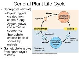 Check spelling or type a new query. Plant Life Cycles Plant Evolution Descendants From Green Algae 450mya C Contain Cellulose In Cell Walls C Contain Chlorophyll S Starch Stored Land Ppt Download