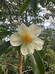 Image result for Theaceae