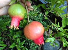Compared to most fruit trees, pomegranates are low maintenance. Need Help Identifying A Pomegranate Tree Possibly Parfianka