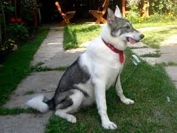 Image result for západosibiřská lajka