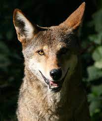 Please Send A Direct Mail Letter To Usfws Red Wolves Need Strong Positive And Respectfully Worded Letters Saying Wolf Conservation Center Red Wolf Wildlife