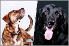 Er wird labradorgröße erreichen, d.h. Falls Du Uberlegst Ob Es Ein Mix Oder Ein Rassehund Werden Soll Urban Dog