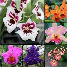 The Ultimate Guide To Office Plants Types Of Orchids Orchid Plant Care Orchids
