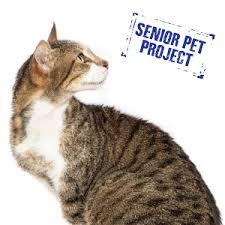 To connect with the pet project vet clinic, join facebook today. Tiger A First For Our New Vet Clinic Sydney Dogs And Cats Home