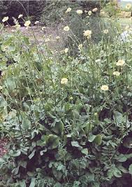 Image result for Cephalaria pungens