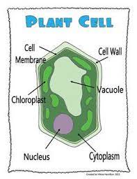Maybe you would like to learn more about one of these? 26 Best Plant And Animal Cells 5th Grade Ideas Plant And Animal Cells Animal Cell Cells 5th Grade
