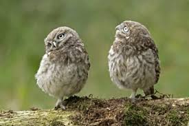 It primarily inhabits forest strips, deserts, ranchlands, suburbs, cities, marshes. Bbc Blogs Springwatch What Do Owls Eat
