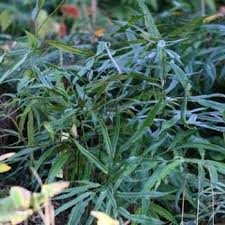 Image result for Coniogramme