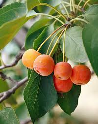 19 Berry Producing Plants That Will Attract Birds To Your Yard How To Attract Birds Berry Plants Fruit Plants
