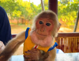 Bibi is calmly making tea with his daddy when he remembers that he could go  to his favorite trees again. Bibi jumps from branch to branch and,,,oh  God,,,what is hanging there? it's