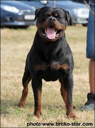 Rottweilers are our big love and our job. Haus Of Lazic Rottweilers