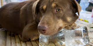 How To Keep Your Dog Cool During Hot Weather