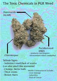 Ultimate players as determined by panda global's stats team, pg stats, and a panel of community figureheads. Australian Nurses Cannabis Support Information Network Facebook