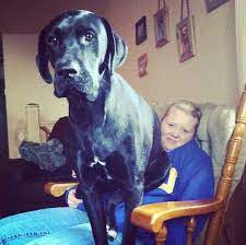 21 Dogs That Are Completely Mistaken About How Big They Are Huge Dogs Lap Dogs Giant Dogs