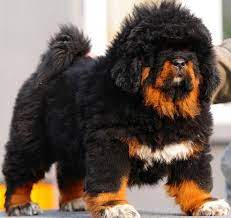 Lion Head Tibetan Mastiff Puppies For Sale In Mississauga Tibetan Mastiff Dog Tibetan Mastiff Puppy Mastiff Puppies