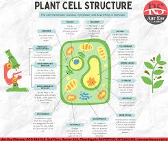 However, in plants, it is located to the side of the cell, whereas. Aar Ess Classes Plant Cell Structure Neet Biology Boardexams2021 Offlineclasses Facebook