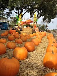 Flower Mound Pumpkin Patch Art Seek Arts Music Culture For North Texas