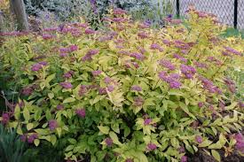 Image result for spirea japonica gold princess