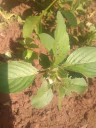 Image result for Tragia lasiophylla