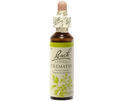 We did not find results for: Clematis N 9 Original Bach Flower 20ml