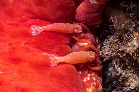 Image result for Corallocarpus schimperi