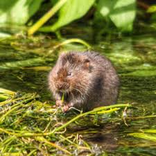 Pine voles do their munching on roots and other underground plant structures like bulbs, and meadow voles are notorious for severing plants right at. Common Garden Pests How To Deter Critters In Your Garden Bulb Blog