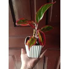Aglaonema is also known as chinese evergreen because of its origin in south asia, original chinese evergreen (aglaonema modestum) plant has deep green color leaves like peace lily petite. Aglaonema Red Lipstick Or Chinese Evergreen Cuttings Shopee Philippines
