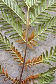 Image result for Todea