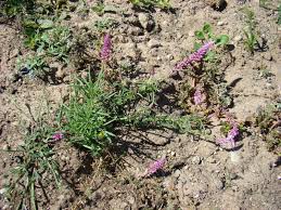 Image result for Hermbstaedtia