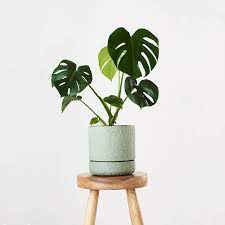 E se non tutte, almeno la loro sentenzia. Fruit Salad Plant Monstera Deliciosa Angus Celeste