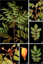 Image result for Connarus