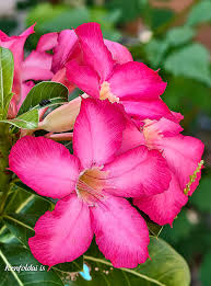 Image result for Blepharis involucrata