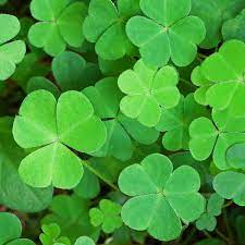 Irish parades and festivals database, 5000+ irish pubs, irish history, writings of st patrick, 1200+ quotes and toasts, 1000+ irish baby names. St Patrick S Day 2021 History Celebration Ideas Pots Of Gold And More