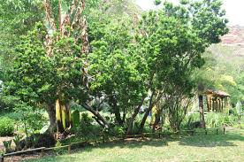 Image result for Myrica pilulifera