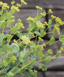 Image result for Bupleurum