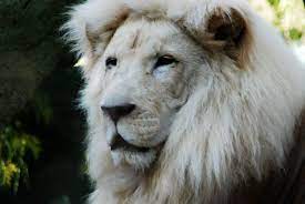 Asian Lion Asian Lion Asian Lions Asian Lion Facts Lion Asian Asian Lion Majestic Animals Cute Animals Most Beautiful Animals