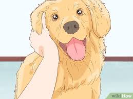 Some puppies never calm down and only get more intense as they mature. 3 Ways To Calm Down A Playful Large Dog Wikihow Pet