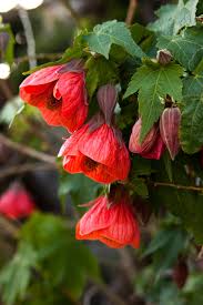 As you wind your way around your backyard, you can take this twinkling lantern along and even hang it on a tree branch if needed. Great Design Plant Chinese Lantern