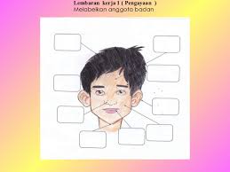 Jari anggota badan tangan kanan ilustrasi anggota badan tangan. Power Point Anggota Badan 1