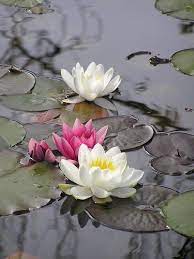 Fiori acquatici nel lago racollo által készített kép erről: Pin Di Araceli Andrade Su Spring Easter Fiori Fiore Di Loto Ninfee
