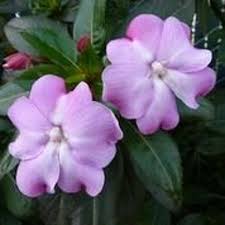 Image result for Impatiens shirensis