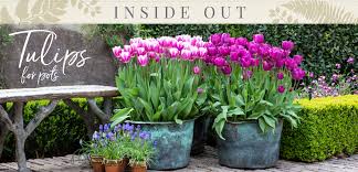 Naomi demonstrates how to grow tulip bulbs in a pot or container. Tulips For Pots Tesselaar