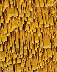 Image result for Pycreus gracillimus