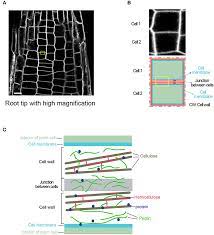 Common cell components nucleus mitochondria endoplasmatic reticulum figure 7.18 the chloroplast, site of photosynthesis. How Does A Plant Cell Build A New Cell Wall When Dividing Frontiers For Young Minds