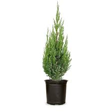 Image result for Juniperus