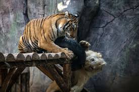 The bengal tiger (panthera tigris tigris) is a tiger, and is the national animal of india. One Of A Kind White Lion Bengal Tiger Friendship Amazes Visitors In Istanbul S Lion Park Daily Sabah