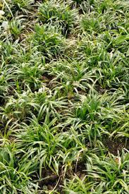 Mondo Grass Information And Care Tips On Growing Mondo Grass In Gardens