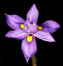 Image result for Moraea niassensis