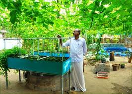 Aquaponics Farming In India Aquaponic